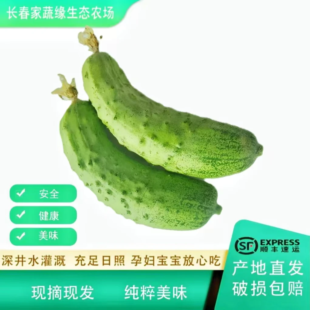 旱黄瓜1.5斤/3斤，自然生长顺丰包邮