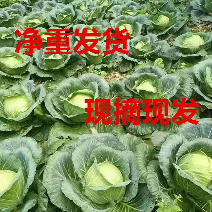 【专属特惠健康蔬菜】河南新鲜蔬菜手撕卷心菜现摘甘蓝当季健康管理