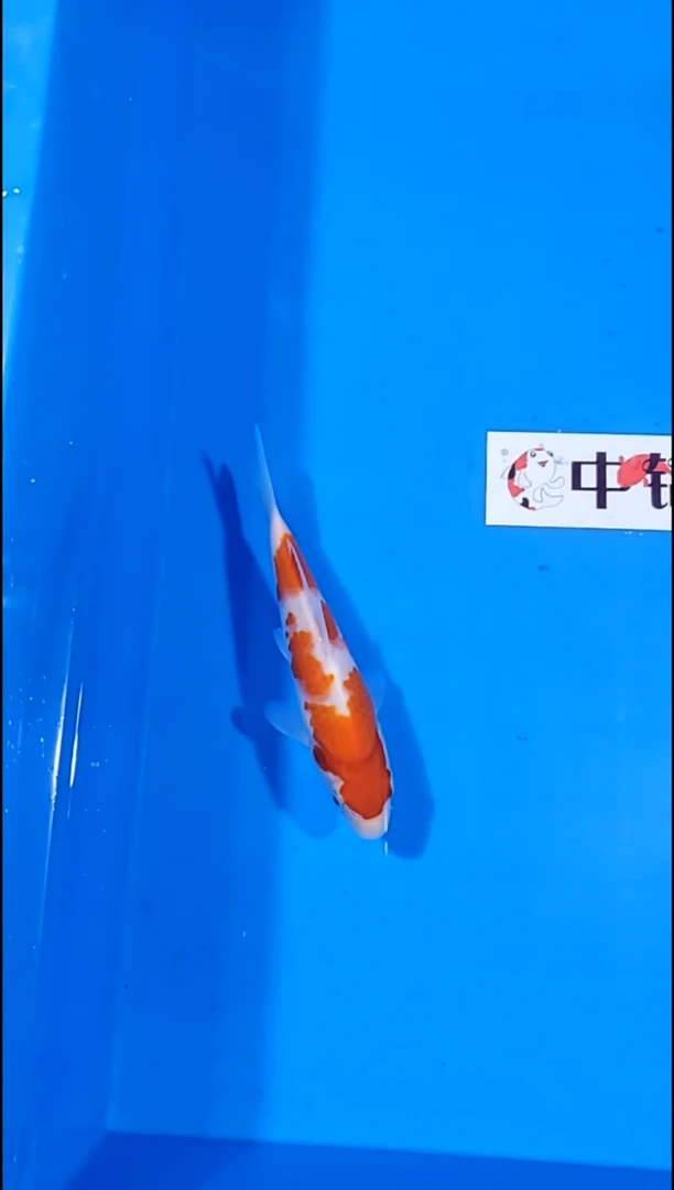 锦鲤【251214-08】红白 16公分 不详 寄养至26年12月