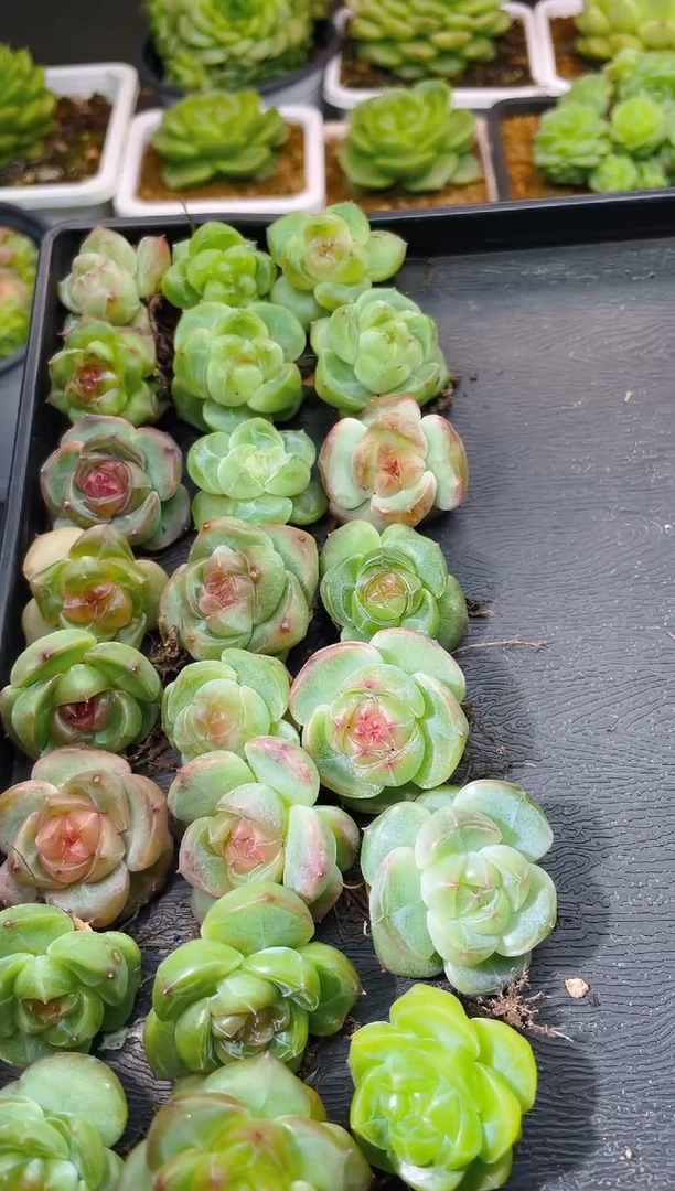 010森罗万象量拍发一颗