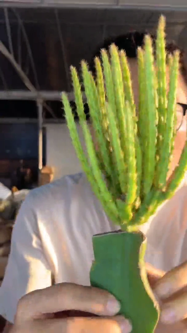 多头 鼠尾令箭【嫁接】