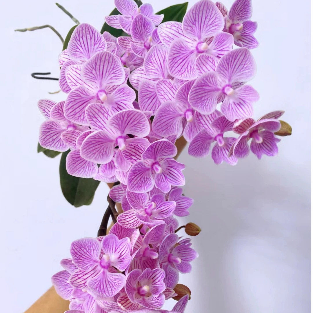 丰花型带侧枝3个花剑 开成瀑布【瀑布】蝴蝶兰 爱长侧枝新手必入