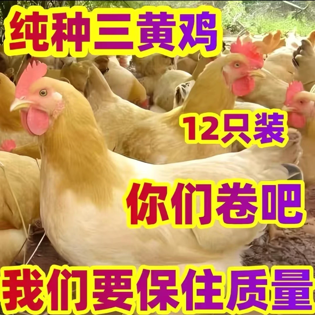 散养三黄鸡 活体宠物鸡  【一 单12只】