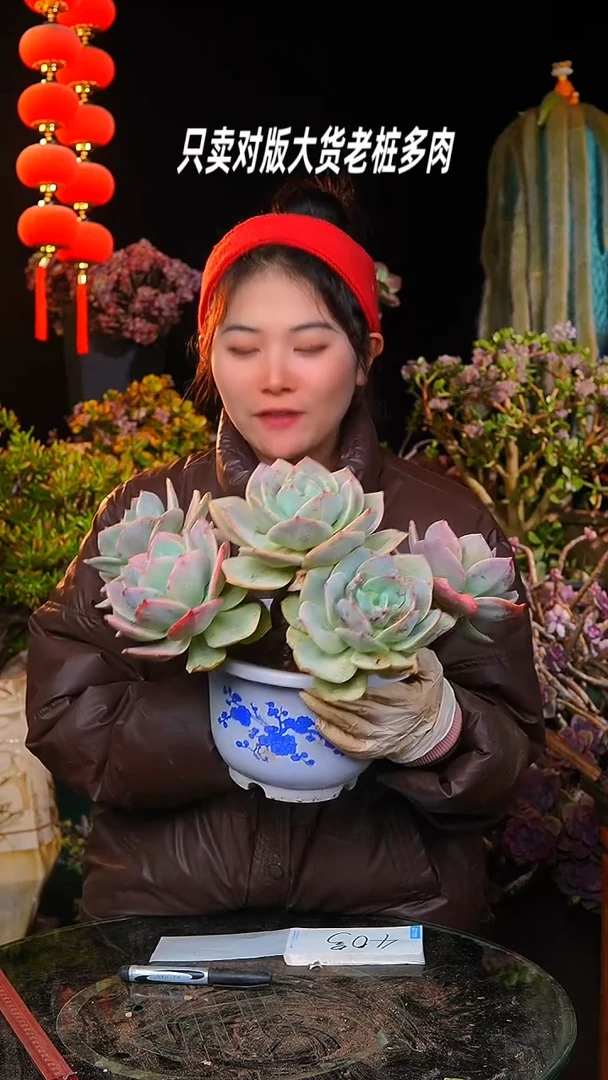 【闪购商品】大白凤40号