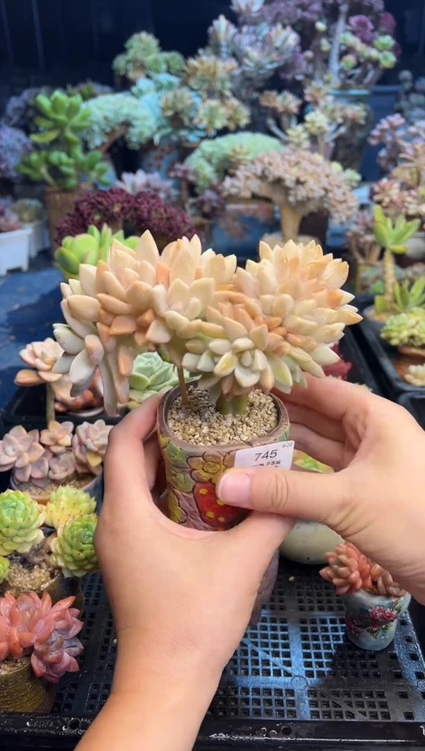 玥*の745          不带盆