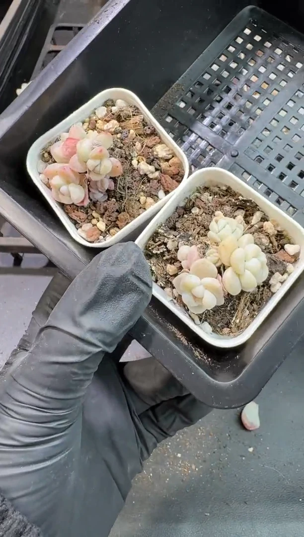 【闪购商品】81号到手1框-江北多肉