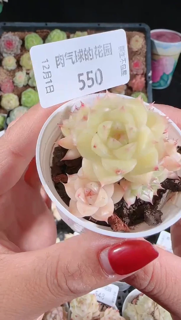 1201-550多肉群生不包整