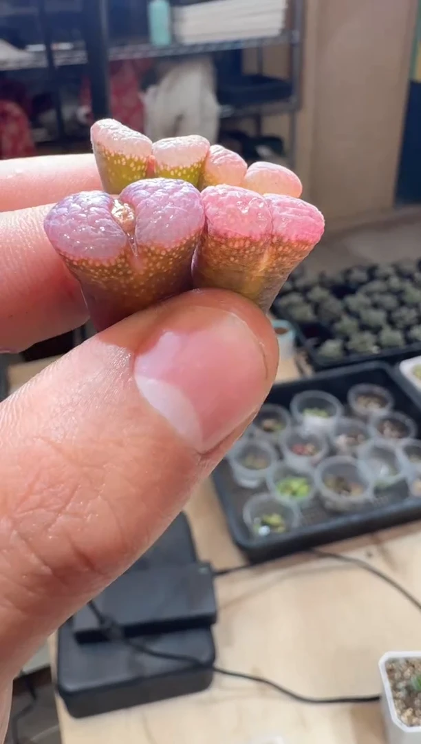 17-337多肉植物肉锥托马斯一颗