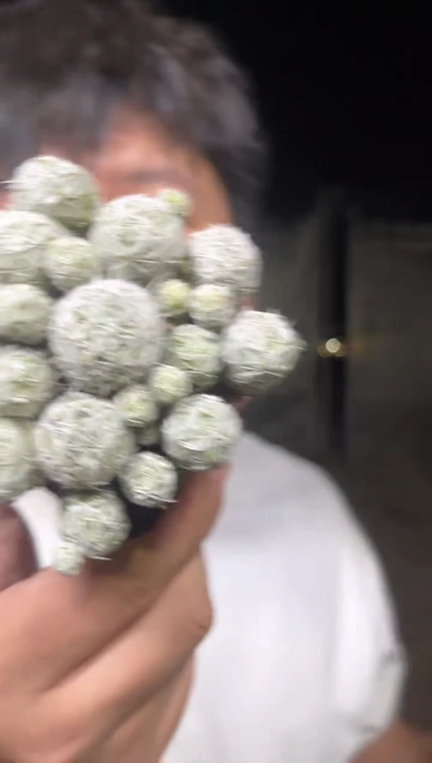 3颗 白鸟【带盆土】