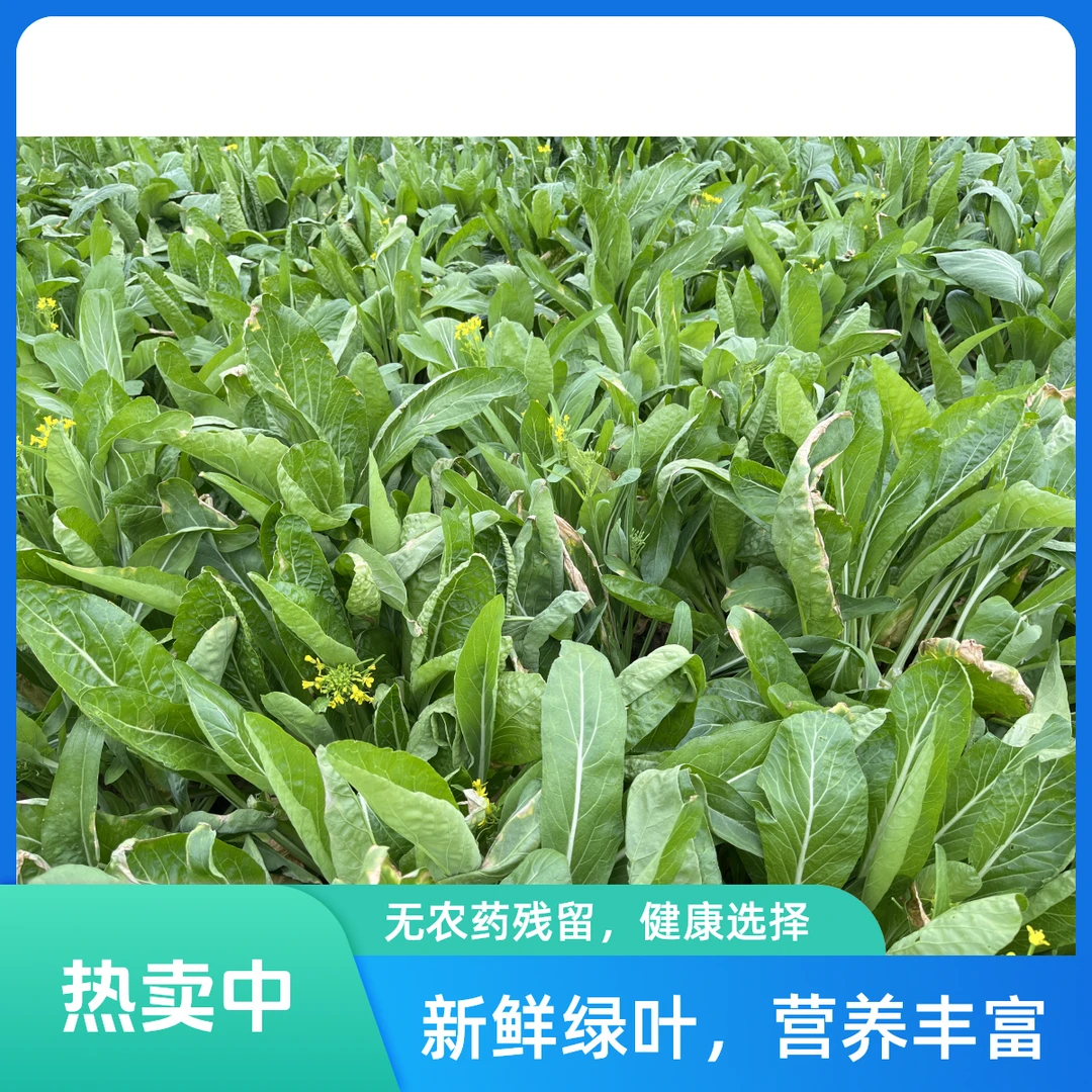 农家迟菜心约400-500克