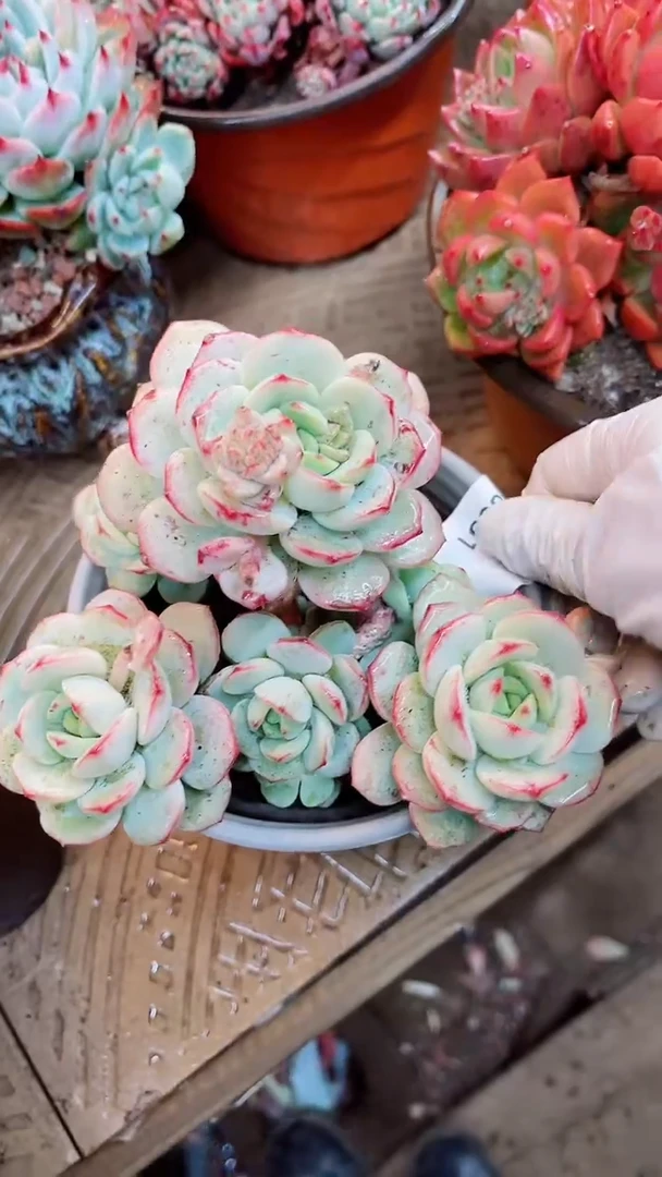 【闪购商品】18051