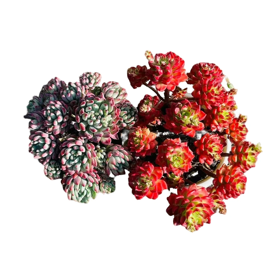 【蓝苹果+蒂亚】168多肉植物种植好露养 以直播间展示为准 满19包邮