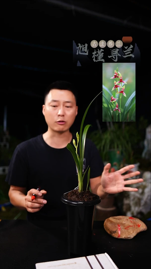 当前无花栽培后可以开花建兰国魂（一物一拍）