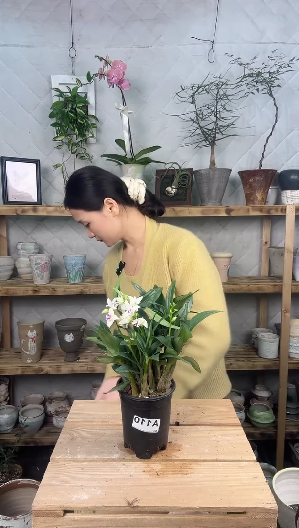 无花朵110香水石斛