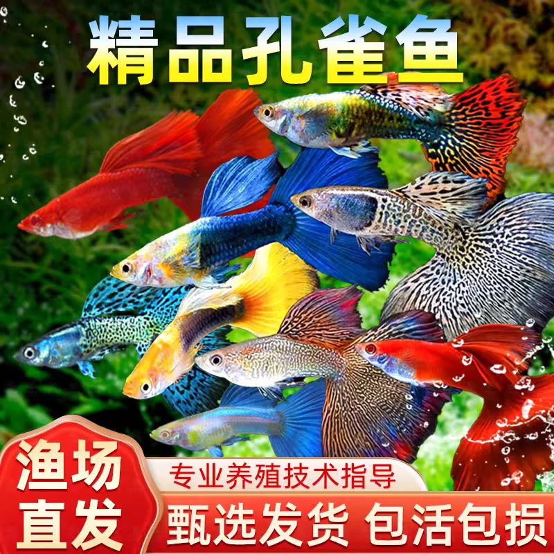 本店精品孔雀鱼随机1对【1公1母】