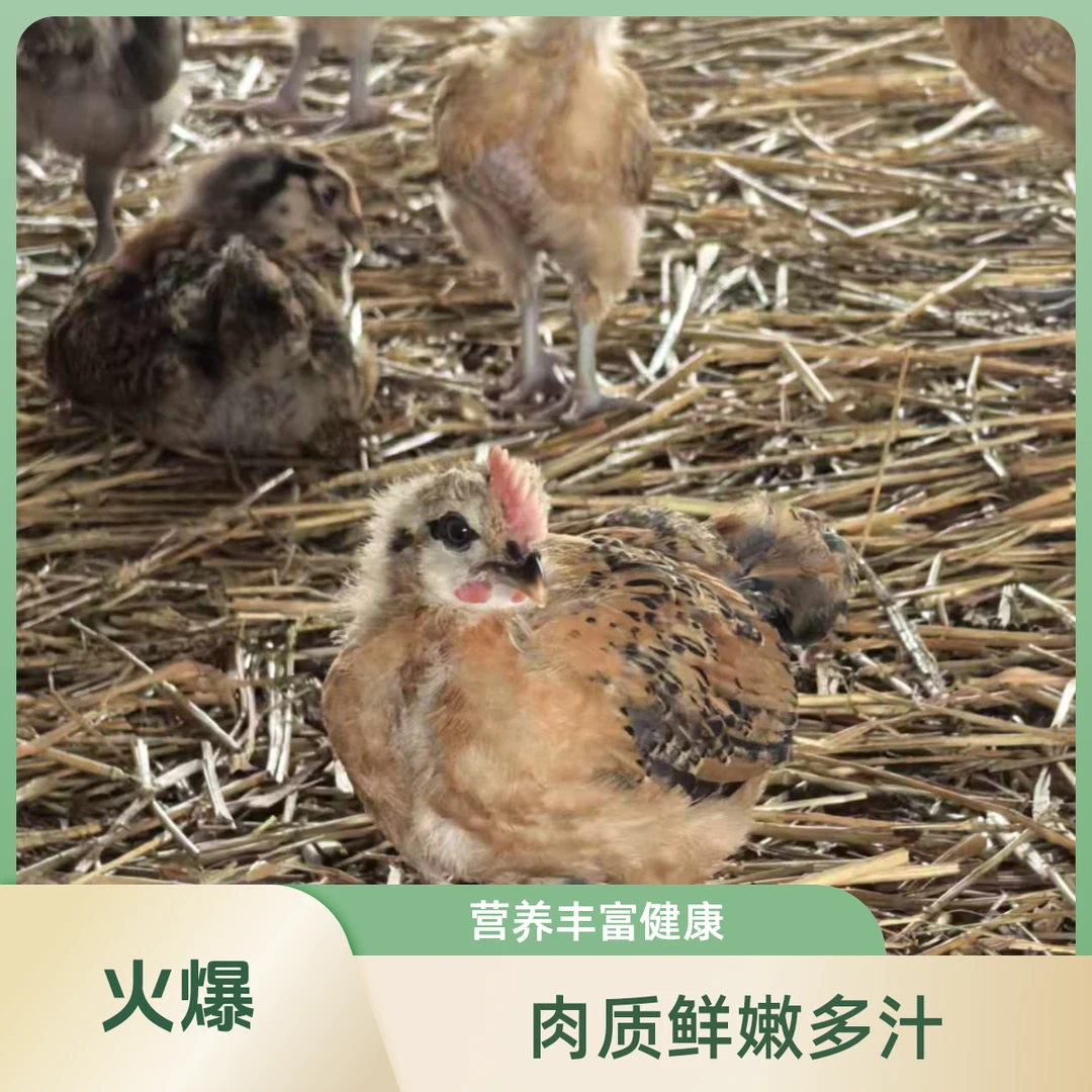 皖南土鸡！童子鸡！（6-7斤）林下散养宠物土鸡！肉质品质高