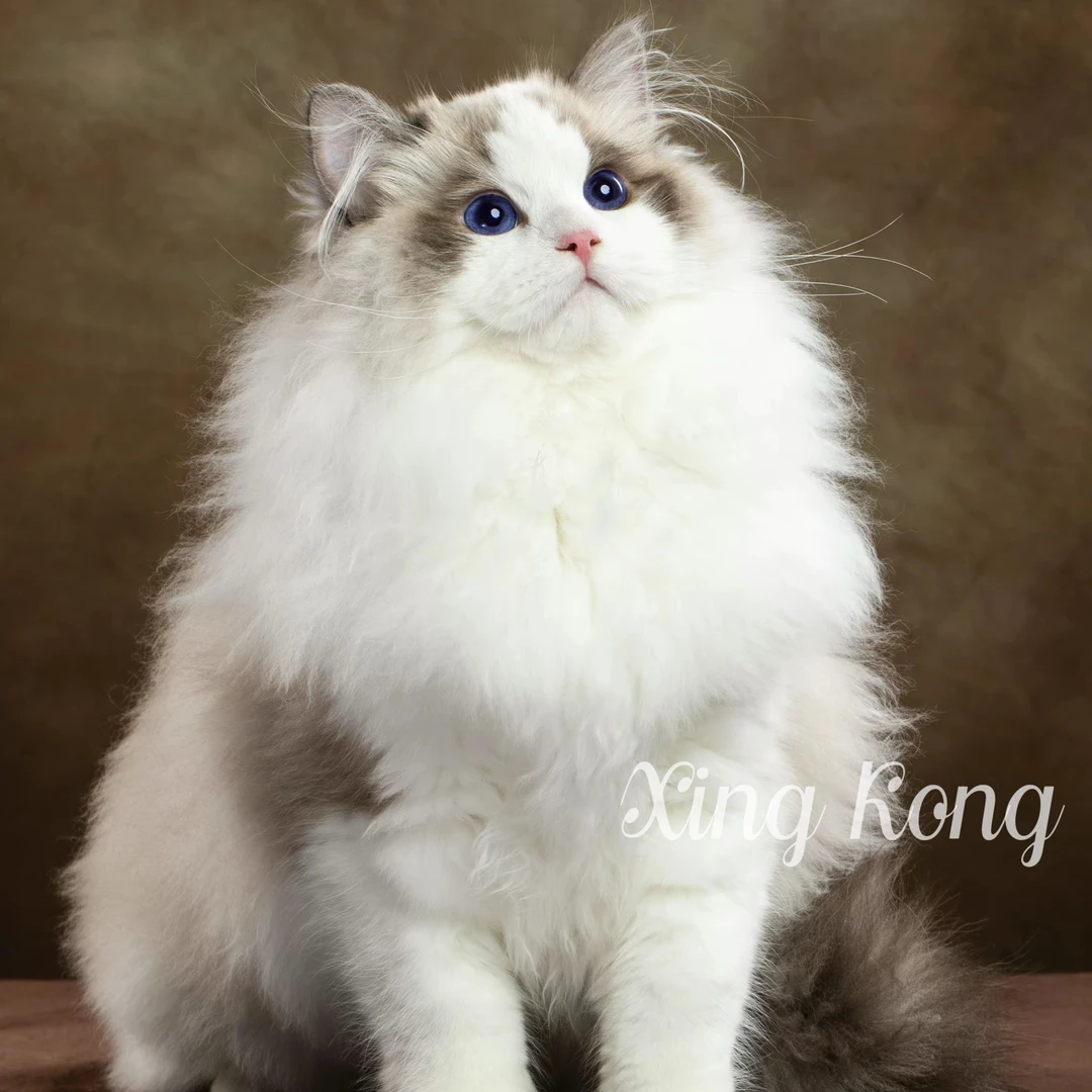 星空家的甜美系布偶猫