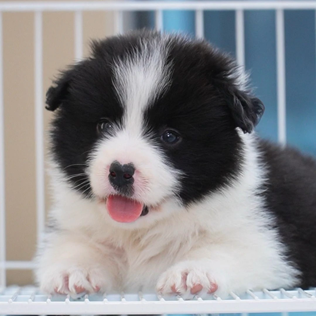 0502拍摄5号黑白边牧狗狗幼犬弟弟①5.4