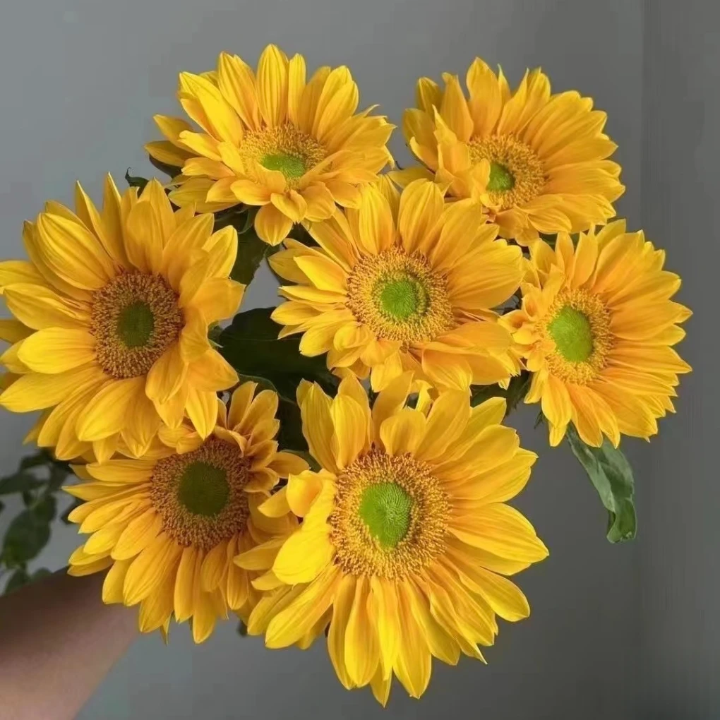 【绿心向日葵花】鲜切花教师节花束配花送老师云南基地现采顺丰包邮