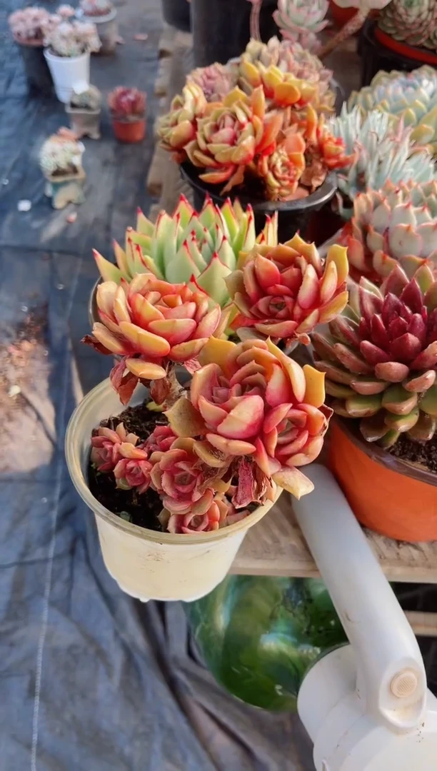 【闪购商品】20139