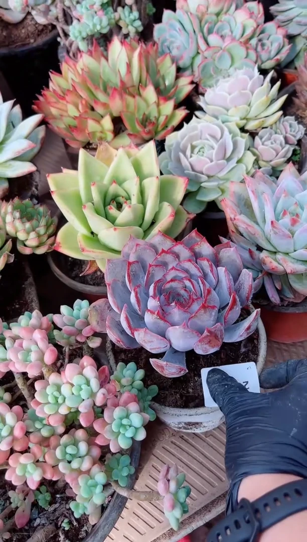小****脚多肉植物一物一拍21105