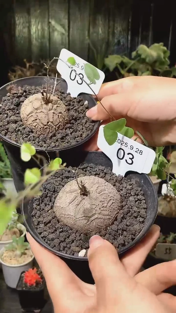 3号928福利南非龟甲龙买1个送1个