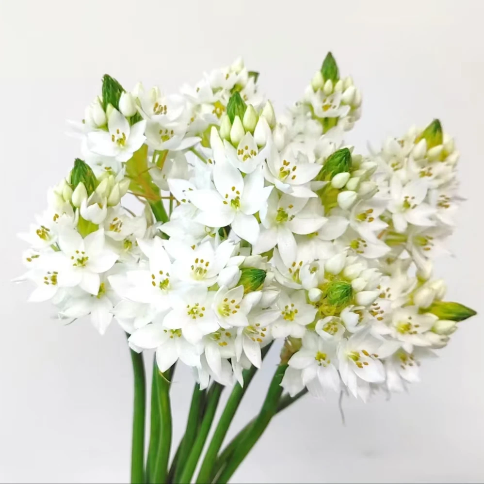 【鑫鹭礼】（不送花瓶）雀梅  鲜切花