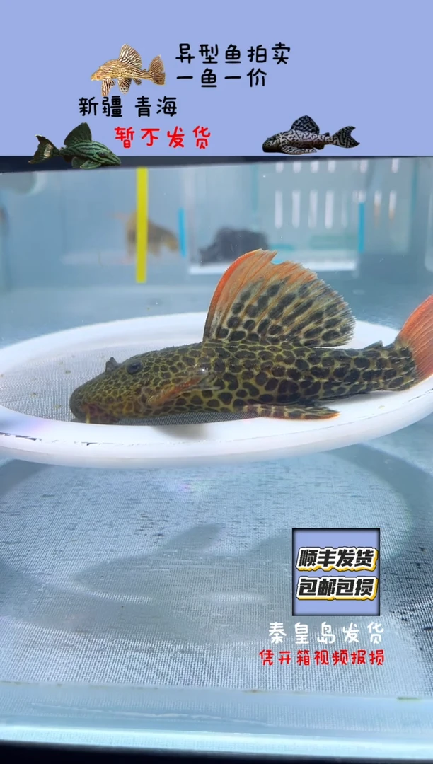 清道夫12.5不包入缸损26