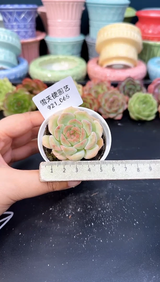 921-065青山（冠幅5CM）