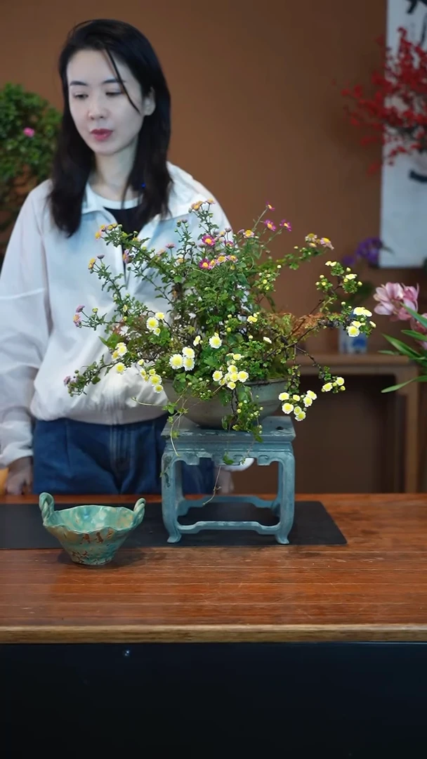 全部花朵山野草盆景盆景盆景