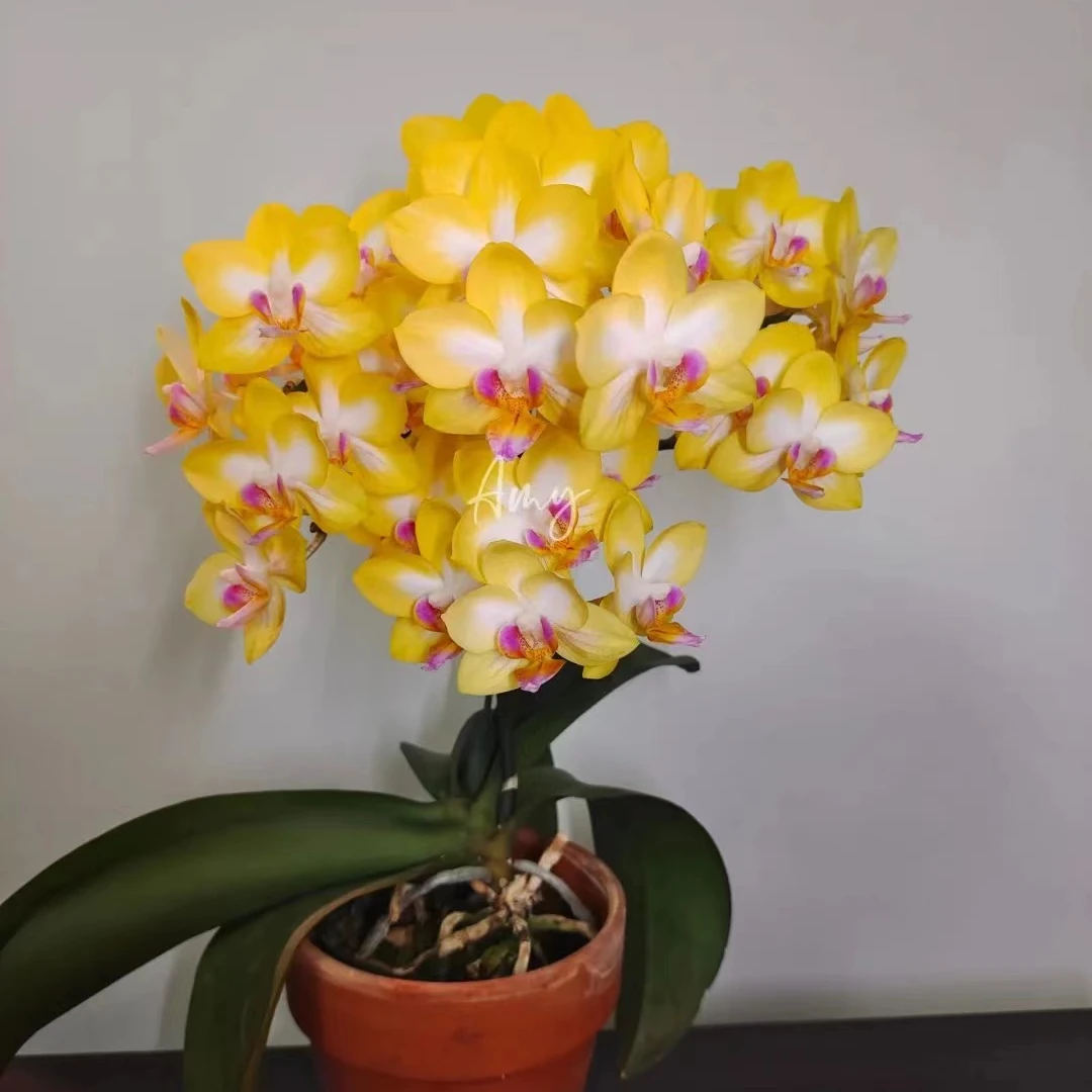 不带剑【金星】2.8寸杯【剪过自然梗，嫌小勿拍】【满20包邮发货】