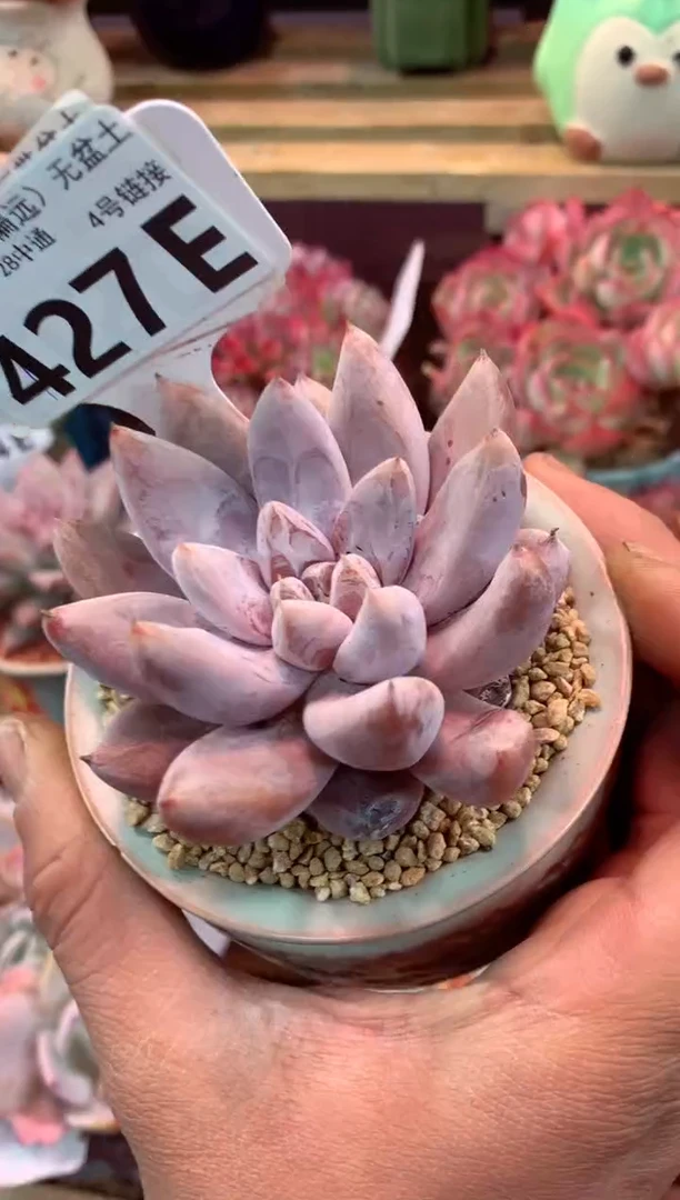 427E（一物一拍，精品多肉，w所见即所得