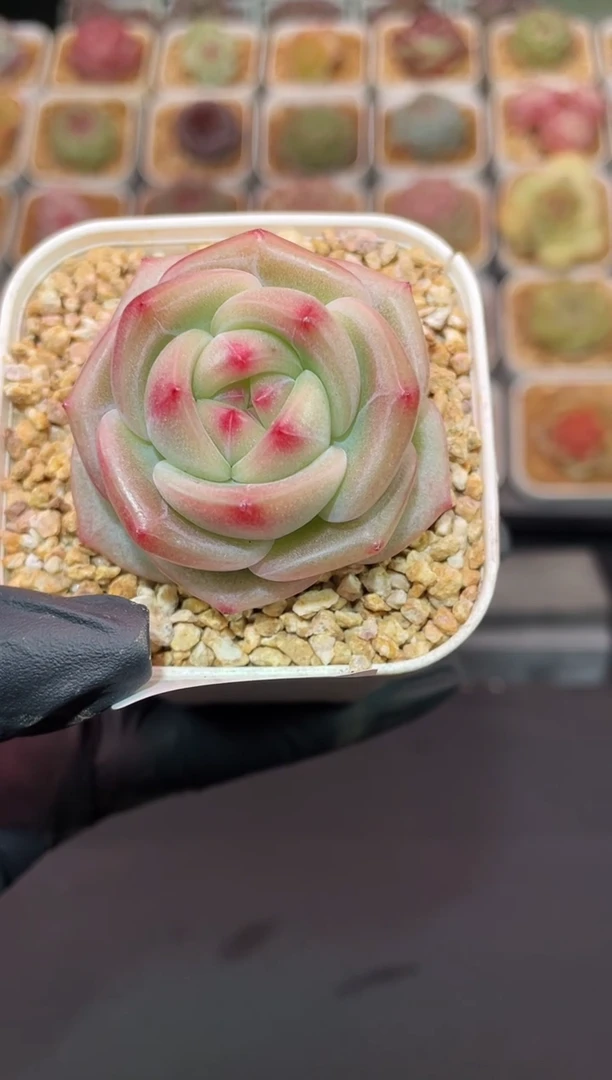 闪购208 银翡灯多肉一颗 3.8-4厘米