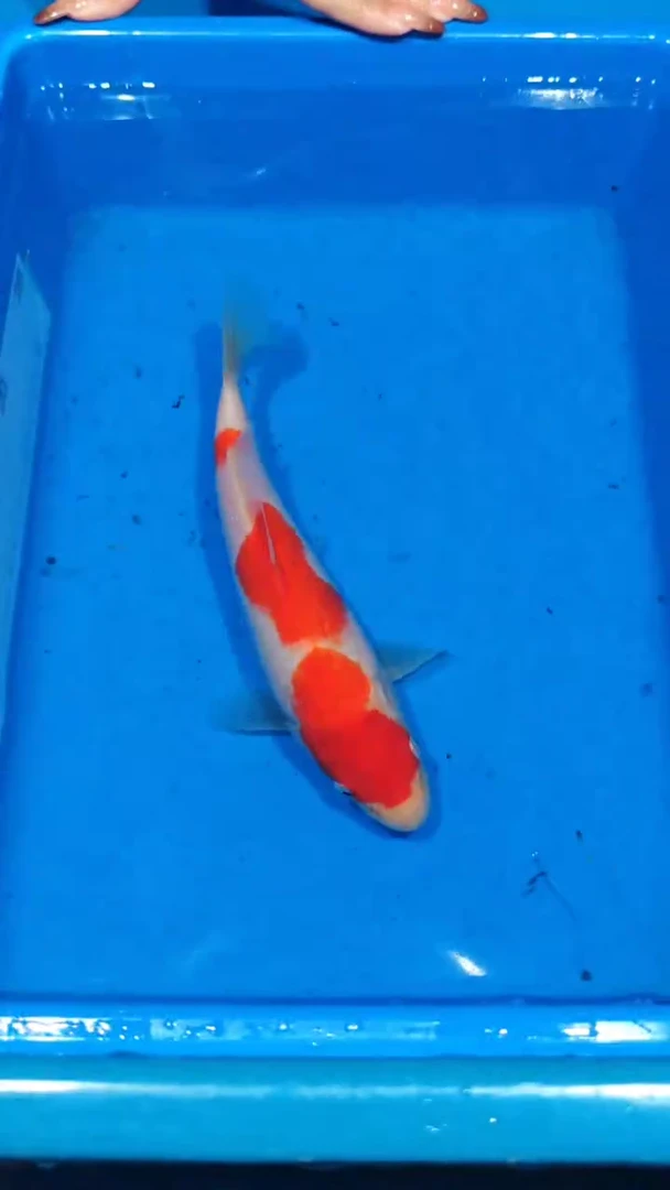 锦鲤011-松江红白（锦鲤统一发顺丰空运到付）