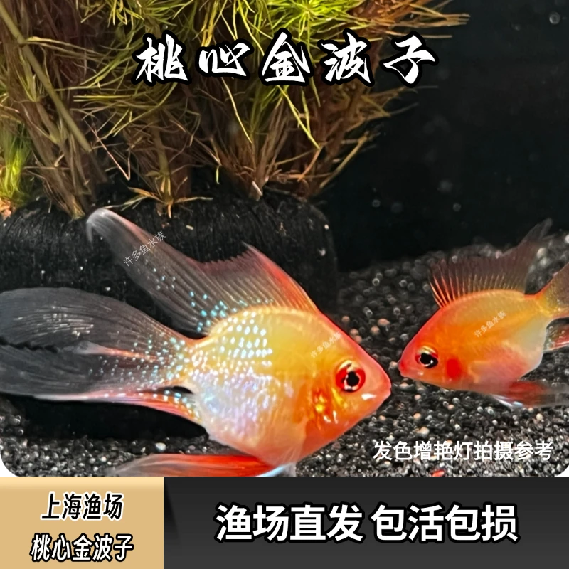 长尾桃心金波子荷兰凤凰鱼种鱼繁殖组上海京东包邮包损专业发货