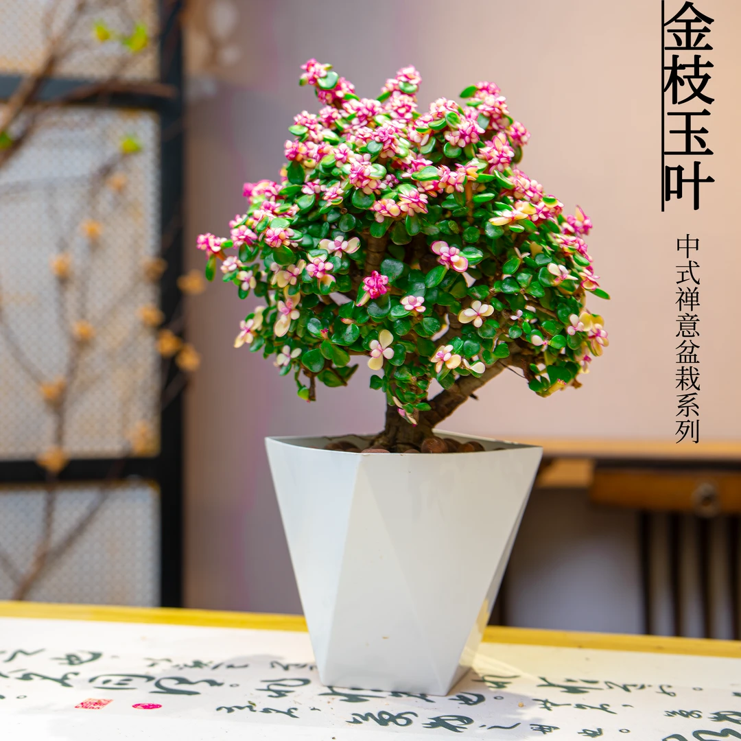 【老桩金枝玉叶】金玉满堂室内花卉好养净化空气家居绿植盆盆栽多肉