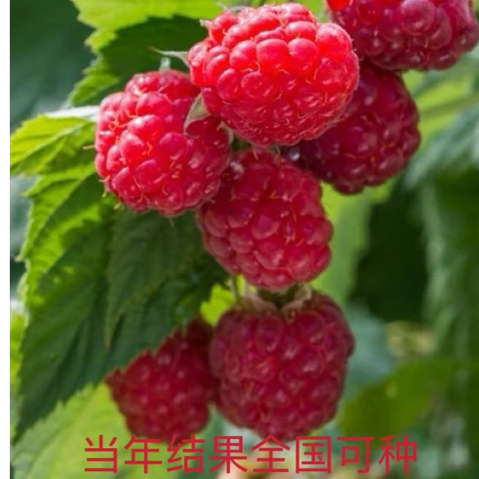 双季树莓产量高红宝石树莓苗盆栽地栽都可以阳台庭院果树苗