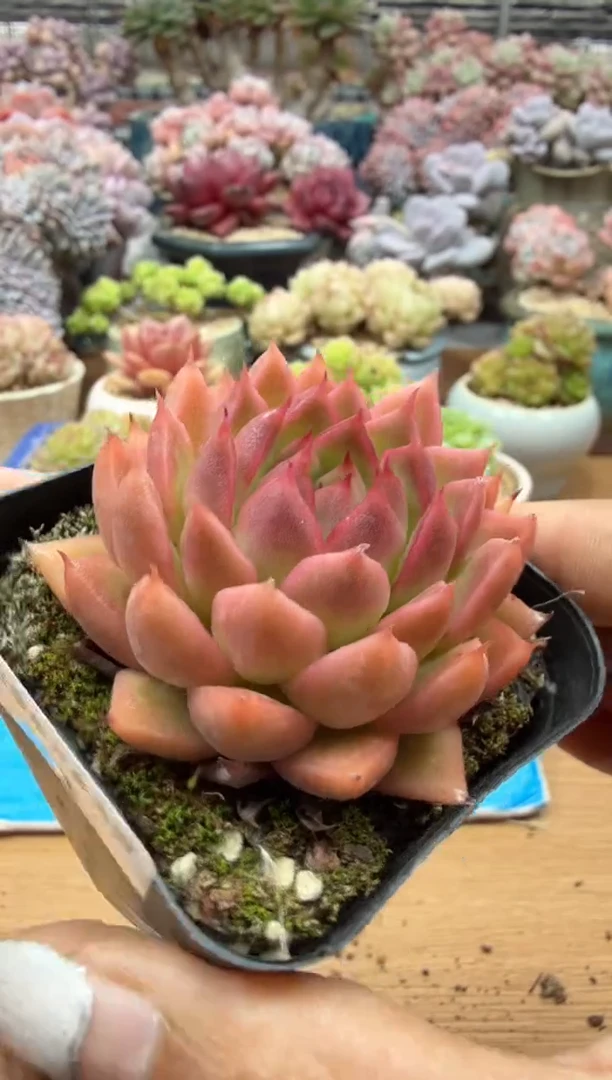 东云多肉园二店-254