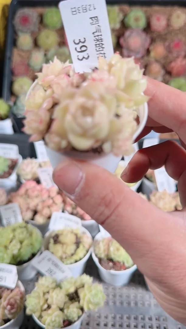 1203-393多肉群生不包整