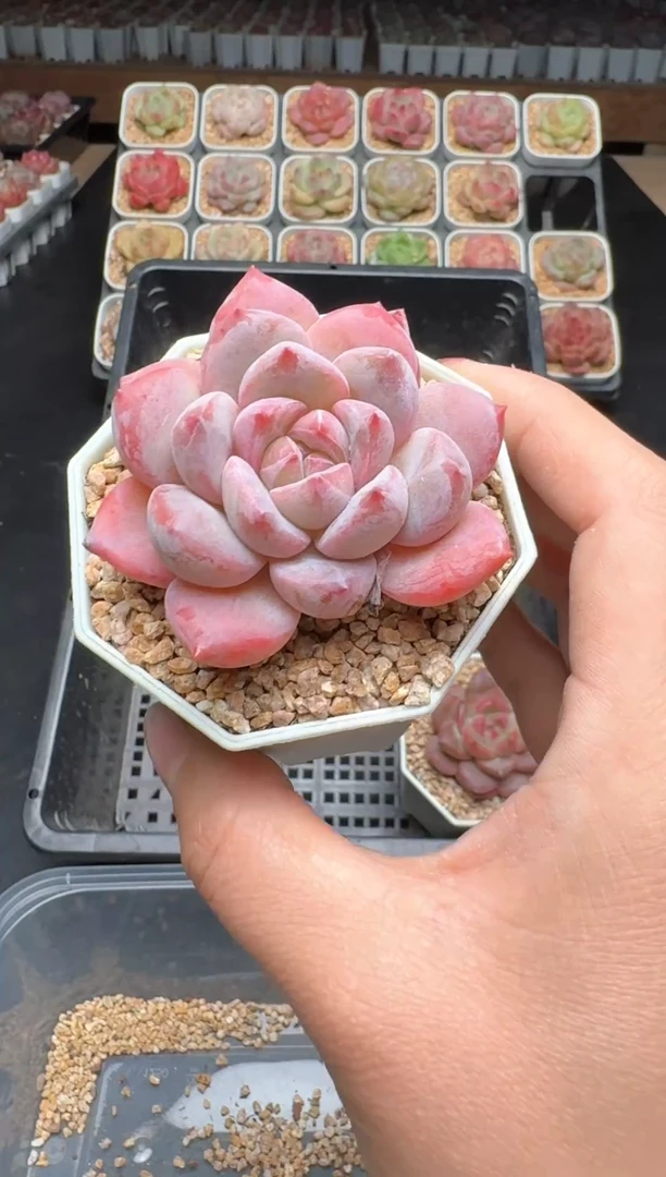 【闪购商品】470B物拍多肉带盆土6.5杯拍3颗包柚