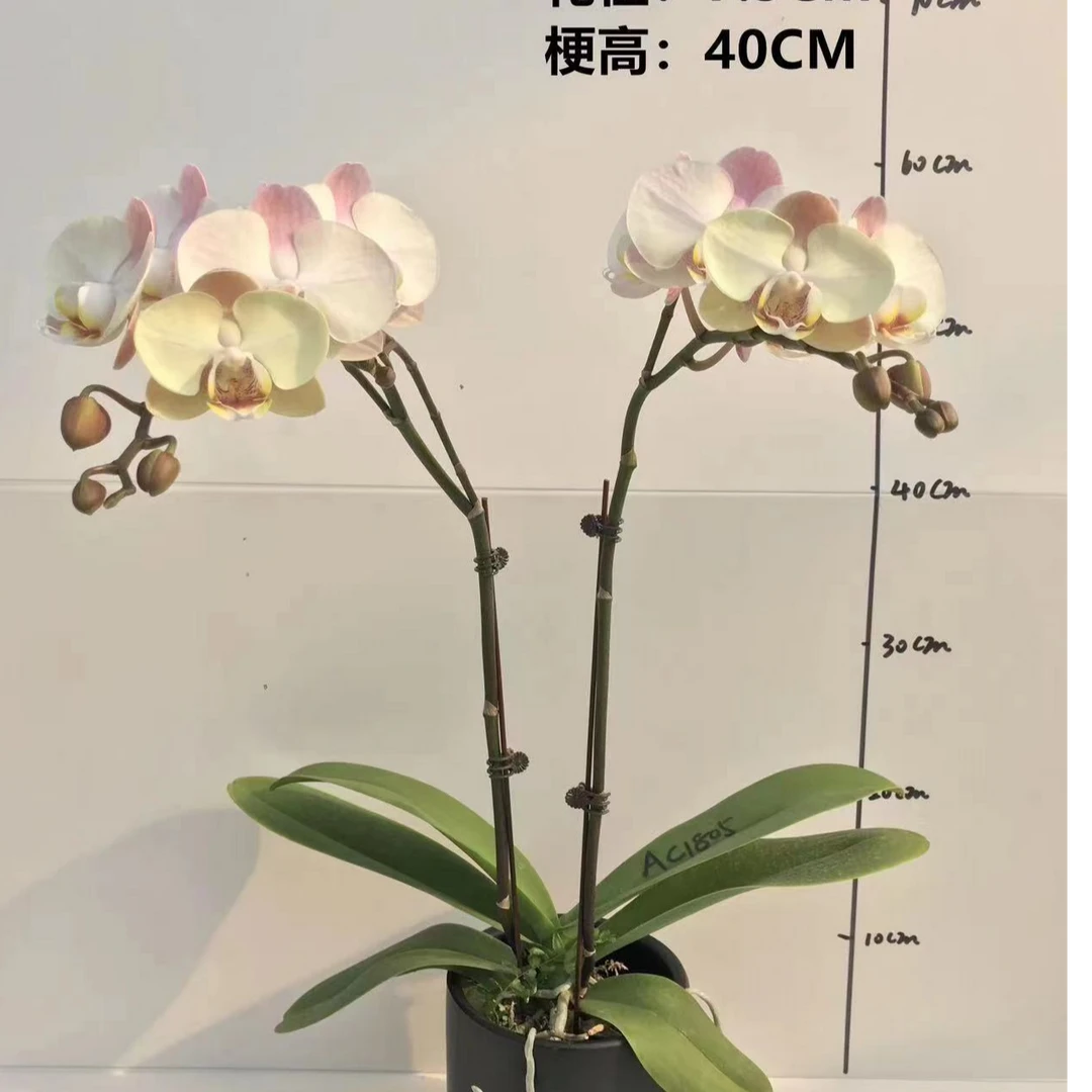 鼎天绿园【 3.0寸】蝴蝶兰 苗1株