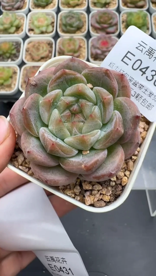 430E云禹多肉植物 带盆土纸巾打包 3颗包邮