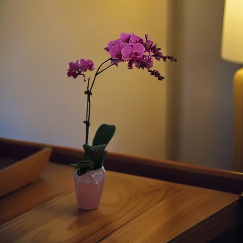 飞花|精品蝴蝶兰|蝶恋|室内轻奢精品花卉绿植