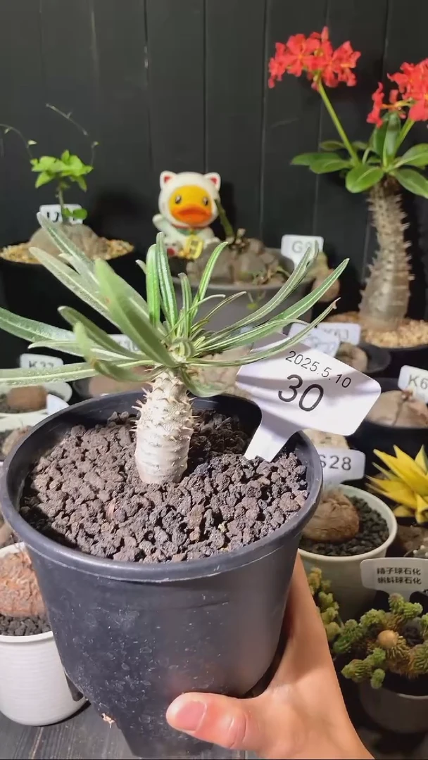 30号5.10 象牙宫带盆实生