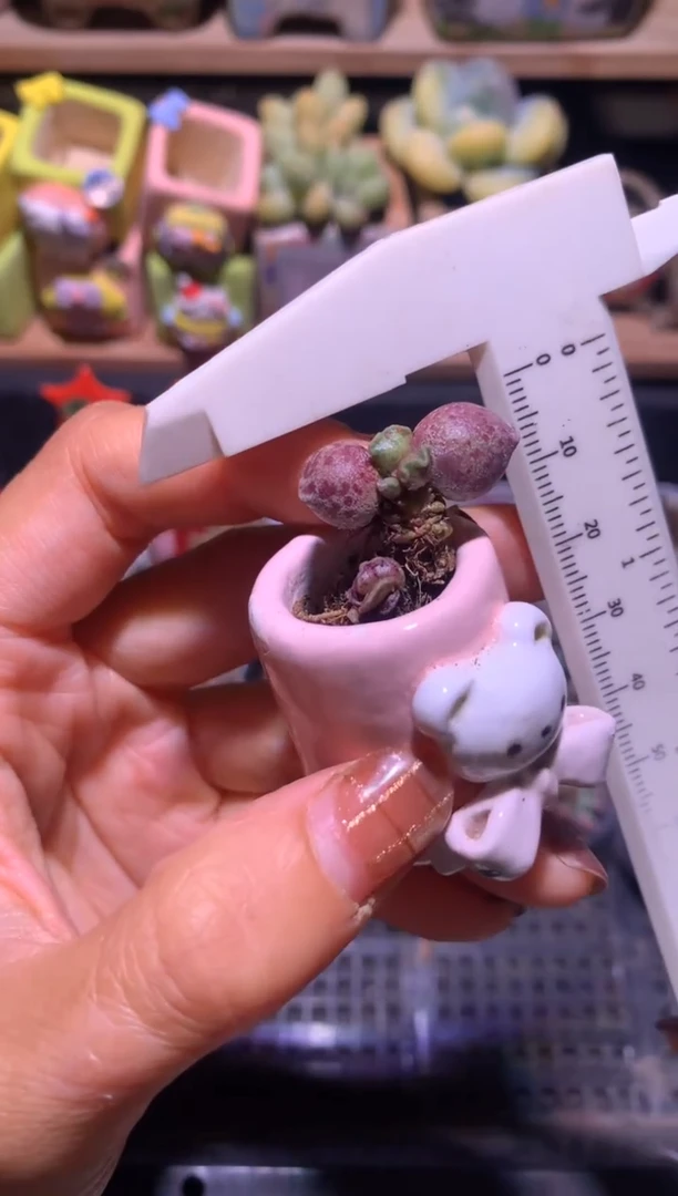 凯缇猫海豹多肉，满28包邮不满发一个叶片到付