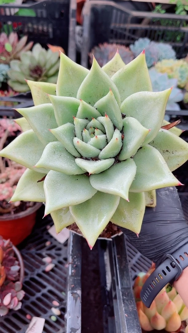 小*李多肉植物一物一拍15121