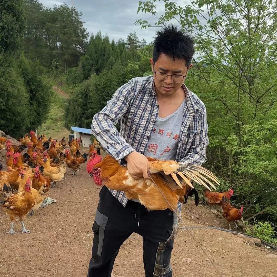 【顺丰】正宗农村粮食土鸡现场称重
