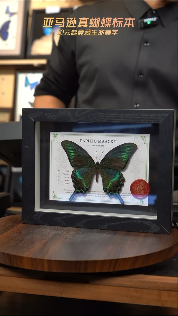 绿带翠凤蝶夏型8寸黑框国风版