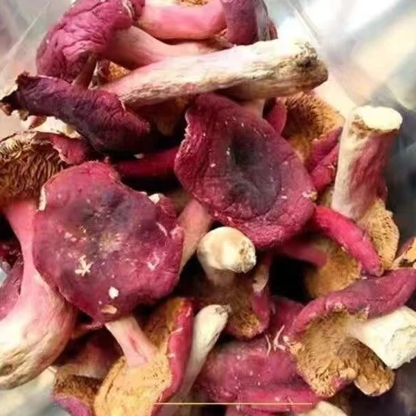 小开伞红菇新货武夷山小红菇月子菇福建特产小菇蕾野生红菇包邮