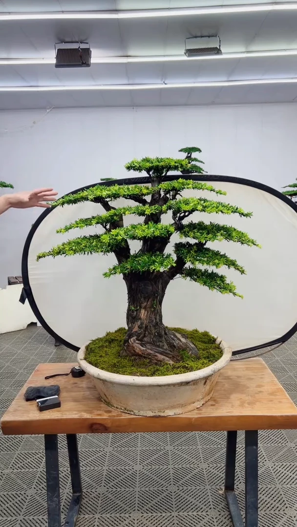 无花朵造型盆景一物一拍